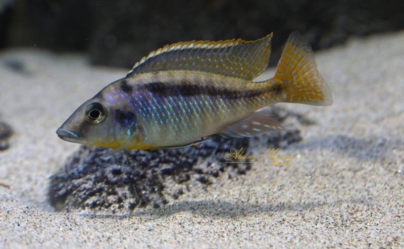 Mylochromis sp. 'mchuse'